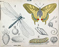 Svalestjert, ligustersvermer, øyenstikker. Forskjellige stadier: egg og puppe.<br>Kunstner: Ukjent<br>Forlag: Dybdahls Zoologiske plansjer. H. Aschehoug & Co.                              