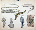 Bendelorm<br>Kunstner: Ukjent<br>Forlag: Dybdahls zoologiske plansjer. H. Aschehougs & Co.                             