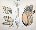 Blåskjell, strandskjell, kongeskjell.<br>Kunstner: Ukjent<br>Forlag: Dybdahls Zoologiske plansjer. H. Aschehoug & Co.                               